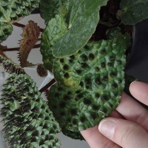 Begonia Melanobullata